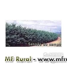 SANSÃO DO CAMPO (CERCA-VIVA)