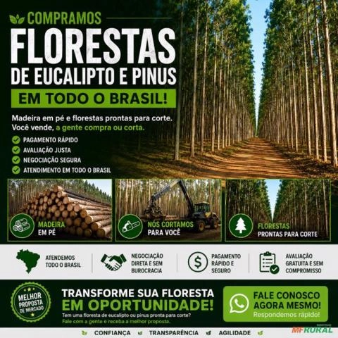 Compramos Florestas de Eucalipto e Pinus | Melhor Avaliação Imagem Compramos Florestas de Eucalipto e Pinus | Melhor Avaliação