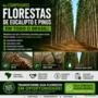 Compramos Florestas de Eucalipto e Pinus | Melhor Avaliação Imagem Compramos Florestas de Eucalipto e Pinus | Melhor Avaliação