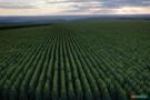 Compramos Florestas de Eucalipto e Pinus | Melhor Avaliação Imagem Compramos Florestas de Eucalipto e Pinus | Melhor Avaliação