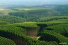 Compramos Florestas de Eucalipto e Pinus | Melhor Avaliação Imagem Compramos Florestas de Eucalipto e Pinus | Melhor Avaliação