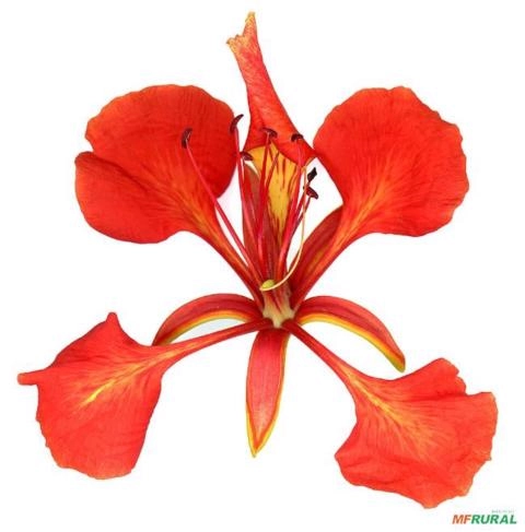 Flamboyant (Delonix Regia) Imagem Flamboyant (Delonix Regia)