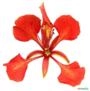 Flamboyant (Delonix Regia) Imagem Flamboyant (Delonix Regia)