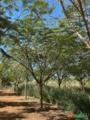Flamboyant (Delonix Regia) Imagem Flamboyant (Delonix Regia)