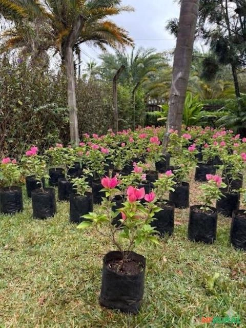 Mudas de Primavera Melancia Arbustiva (Bougainvillea Glabra) Imagem Mudas de Primavera Melancia Arbustiva (Bougainvillea Glabra)