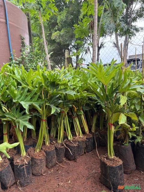 Mudas de Guaimbê (Thaumatophyllum Bipinnatifidum) Imagem Mudas de Guaimbê (Thaumatophyllum Bipinnatifidum)