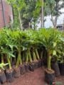 Mudas de Guaimbê (Thaumatophyllum Bipinnatifidum) Imagem Mudas de Guaimbê (Thaumatophyllum Bipinnatifidum)