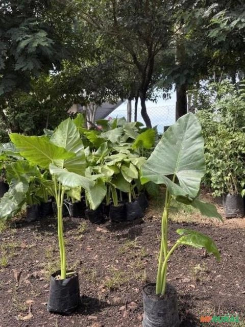 Mudas de Orelha de Elefante (Alocasia macrorrhizos) Imagem Mudas de Orelha de Elefante (Alocasia macrorrhizos)