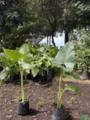 Mudas de Orelha de Elefante (Alocasia macrorrhizos) Imagem Mudas de Orelha de Elefante (Alocasia macrorrhizos)