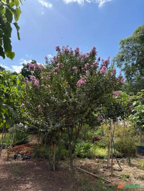 Mudas de Resedá (Lagerstroemia indica) Imagem Mudas de Resedá (Lagerstroemia indica)