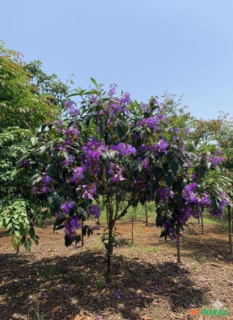 Mudas de Quaresmeira Roxa (Tibouchina granulosa) Imagem Mudas de Quaresmeira Roxa (Tibouchina granulosa)