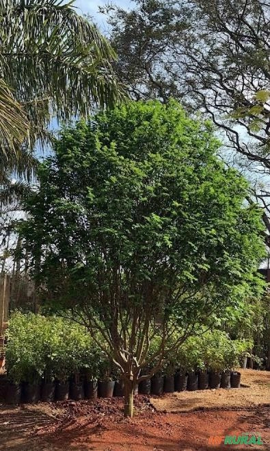 Mudas de Jabuticabeira Sabará (Myrciaria jaboticaba) Imagem Mudas de Jabuticabeira Sabará (Myrciaria jaboticaba)