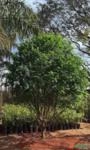 Mudas de Jabuticabeira Sabará (Myrciaria jaboticaba) Imagem Mudas de Jabuticabeira Sabará (Myrciaria jaboticaba)