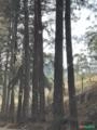 Floresta de Pinus e Eucalipto Imagem Floresta de Pinus e Eucalipto