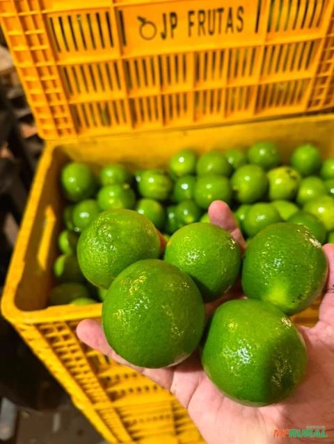 LIMÃO TAITI - MERCADO Imagem LIMÃO TAITI - MERCADO