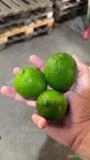 LIMÃO TAITI - MERCADO Imagem LIMÃO TAITI - MERCADO