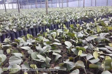 Mudas de Pimenta do Reino Imagem Mudas de Pimenta do Reino