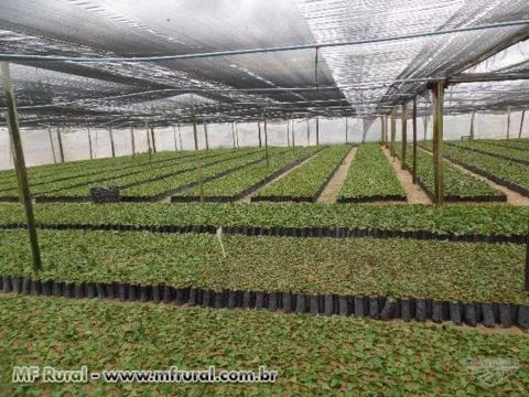 Mudas de Café Clonal Imagem Mudas de Café Clonal