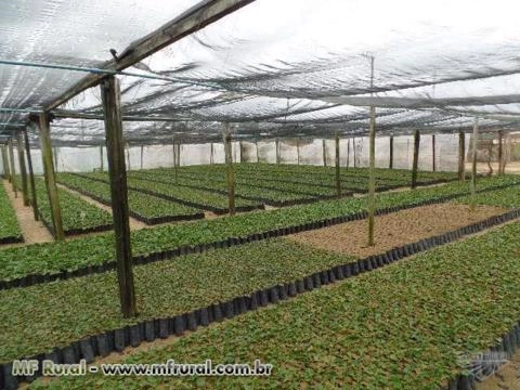 Imagem Mudas de Café Clonal Imagem Mudas de Café Clonal