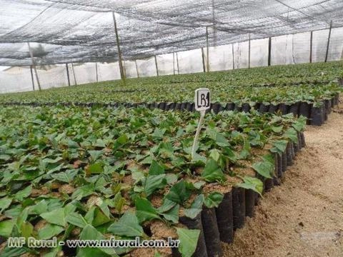 Imagem Mudas de Café Clonal Imagem Mudas de Café Clonal