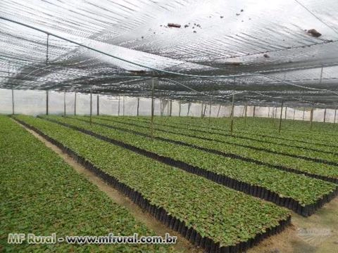 Imagem Mudas de Café Clonal Imagem Mudas de Café Clonal