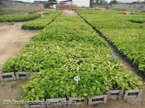 Imagem Mudas de Café Clonal Imagem Mudas de Café Clonal