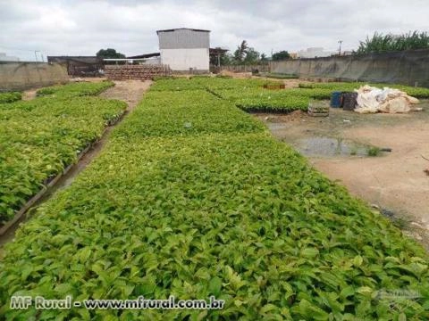 Imagem Mudas de Café Clonal Imagem Mudas de Café Clonal