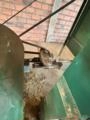 Classificadora e Padronizadora de Grãos para Feijão, Soja, Milho e Cereais Imagem Classificadora e Padronizadora de Grãos para Feijão, Soja, Milho e Cereais