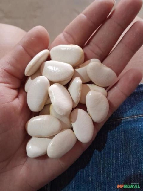Fava Branca Imagem Fava Branca