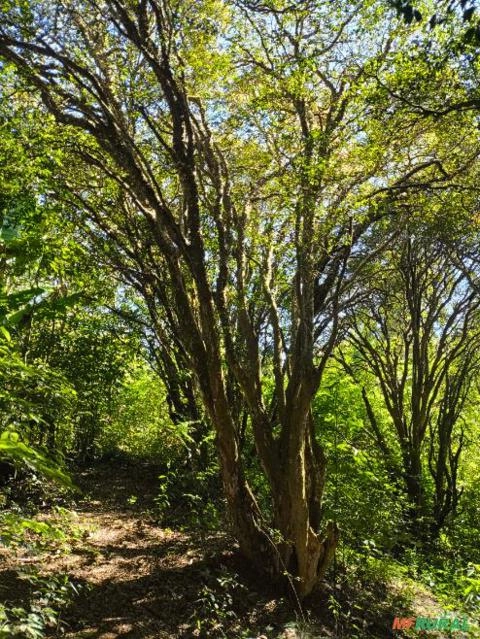 Jabuticabeira adulta 80 a 100 anos Imagem Jabuticabeira adulta 80 a 100 anos