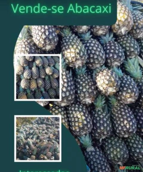 Abacaxi- Vendo roça fechada de abacaxi localizada na região de Jaraguá - Goiás Imagem Abacaxi- Vendo roça fechada de abacaxi localizada na região de Jaraguá - Goiás