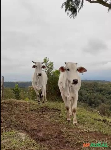 Vende-se vacas nelore Imagem Vende-se vacas nelore