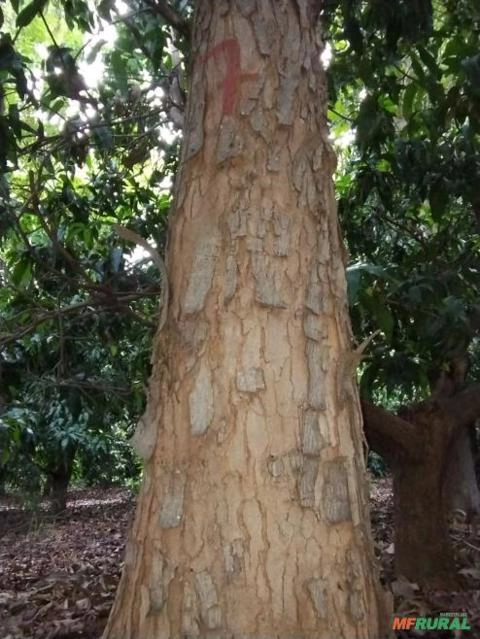 Mogno Brasileiro / Swietenia Macrophylla Imagem Mogno Brasileiro / Swietenia Macrophylla