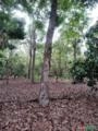 Mogno Brasileiro / Swietenia Macrophylla Imagem Mogno Brasileiro / Swietenia Macrophylla