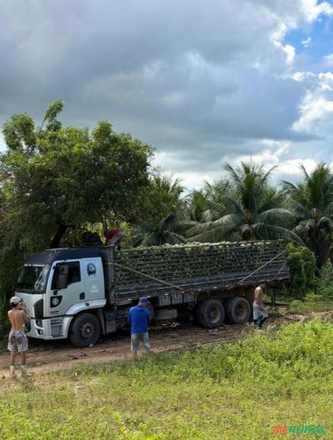 Coco verde de ALTÌSSIMA qualidade Imagem Coco verde de ALTÌSSIMA qualidade
