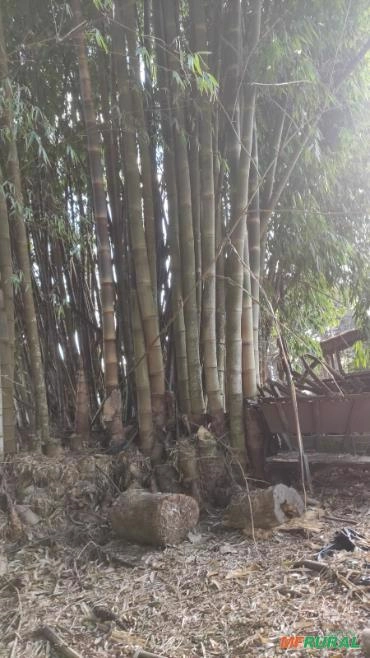 Bambu Gigante e para varas de tomate, tutores de mudas, cercas ecológica Imagem Bambu Gigante e para varas de tomate, tutores de mudas, cercas ecológica