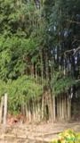 Bambu Gigante e para varas de tomate, tutores de mudas, cercas ecológica Imagem Bambu Gigante e para varas de tomate, tutores de mudas, cercas ecológica