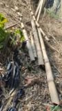 Bambu Gigante e para varas de tomate, tutores de mudas, cercas ecológica Imagem Bambu Gigante e para varas de tomate, tutores de mudas, cercas ecológica