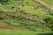 Ovelhas/Borregas Poll Dorset prontas para monta
