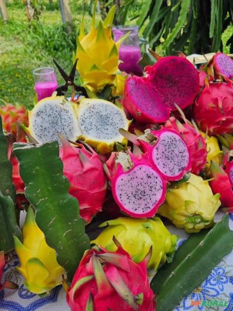 Mudas de Pitaya Imagem Mudas de Pitaya