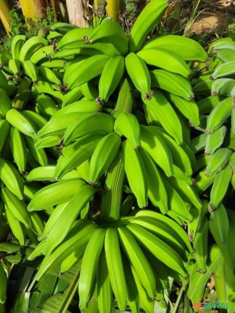 Banana Imagem Banana
