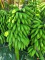 Banana Imagem Banana