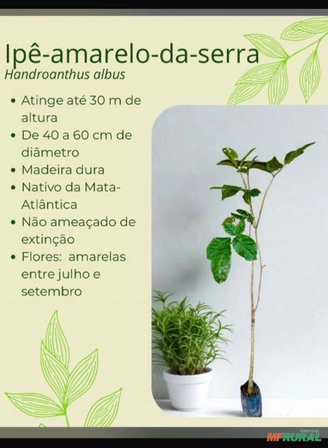 Ipe Amarelo da Serra Imagem Ipe Amarelo da Serra