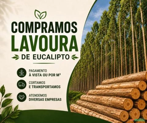 Compro Lavoura de Eucalipto em Alfenas e Região Imagem Compro Lavoura de Eucalipto em Alfenas e Região