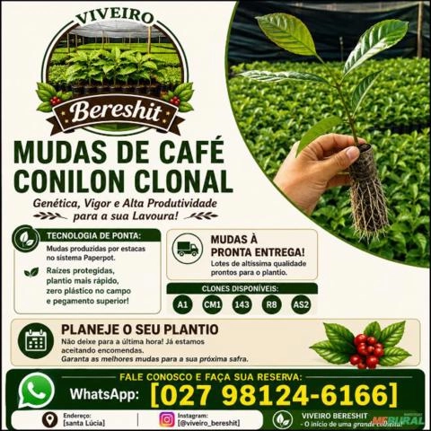 Mudas de café conilon Imagem Mudas de café conilon