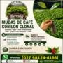 Mudas de café conilon Imagem Mudas de café conilon
