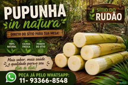 Palmito Pupunha em tolete in natura Imagem Palmito Pupunha em tolete in natura