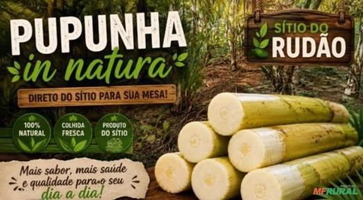 Palmito Pupunha Fresco em Tolete – Miracatu/SP Imagem Palmito Pupunha Fresco em Tolete – Miracatu/SP