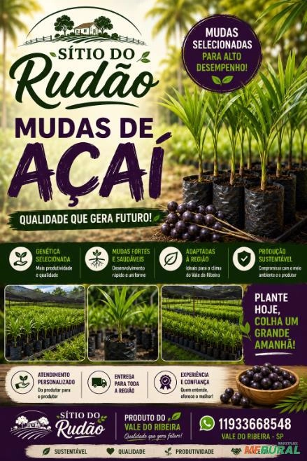 Mudas de açaí Imagem Mudas de açaí