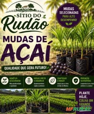 Mudas de Açaí Imagem Mudas de Açaí